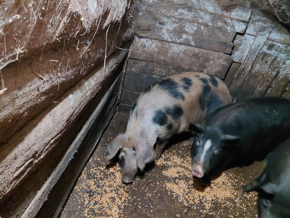 Угоени Прасета на сметка