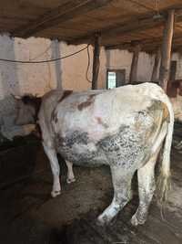 Vaca Baltata Romaneasca gestanta