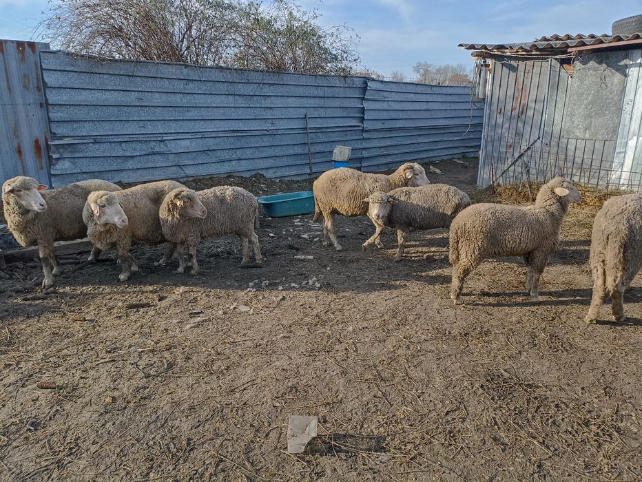 Vând 6 oi si un berbec   450 de lei oile bucata