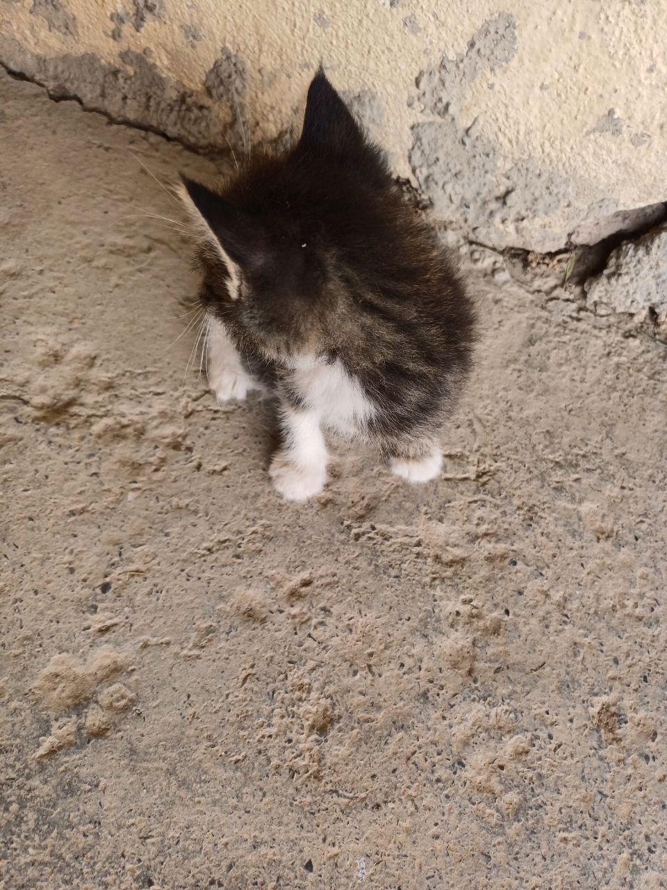 Mushuk bolasi sotiladi