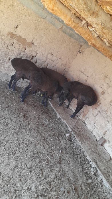 Кучкорлар сотилади соглом