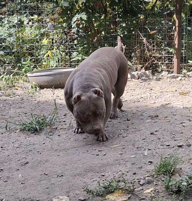 Vând Femelă American Bully Pokett de 3 Ani cu Pedigree !!