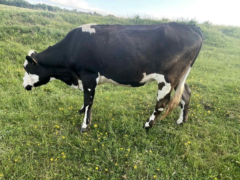 Vand juninca prasita din taur de angus
