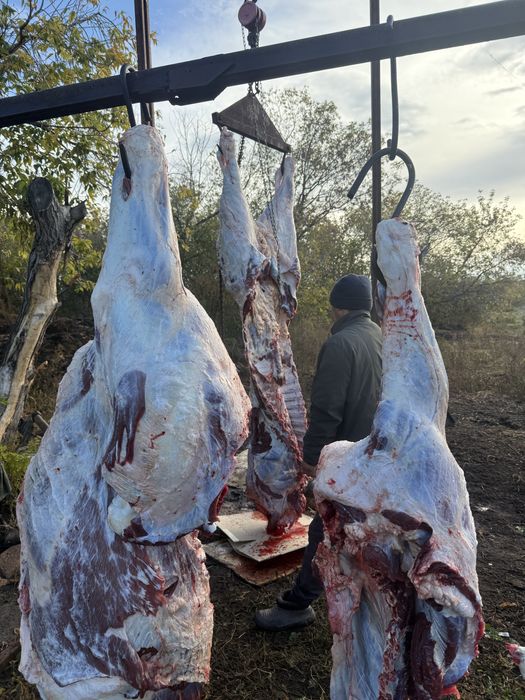Продам Мясо шикарной говядины тушами всегда в наличии