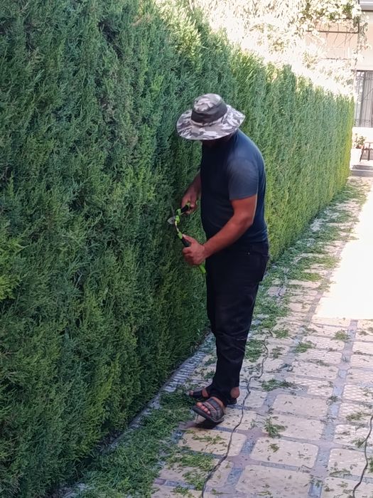 Gazon archa dekarativ gullar