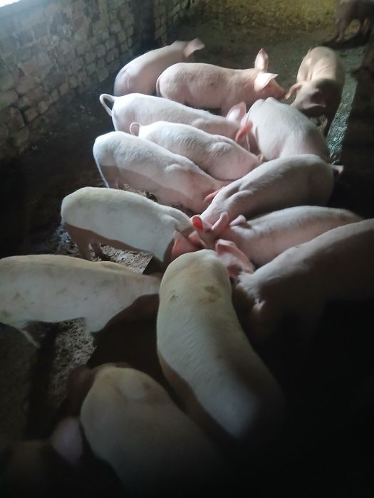 Прасенца на 2 месеца 150 лева