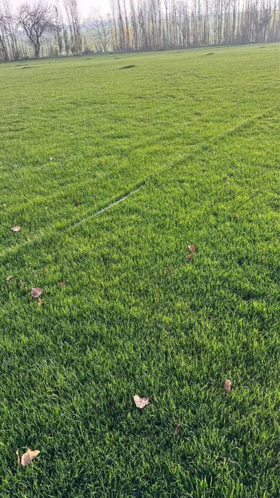 газон таййор оптом дехкондан