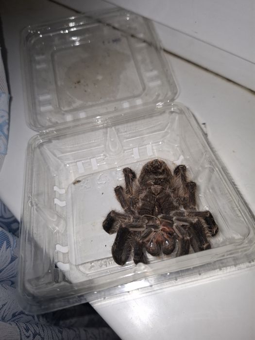 мёртвый паук, пушистый