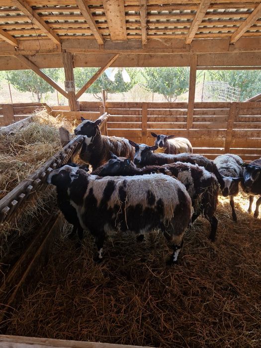 Se vinde oi patata olandeza