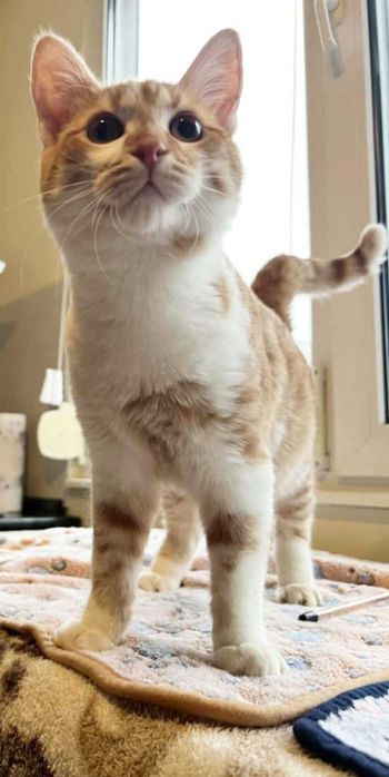 Момченце на 6 месеца търси дом