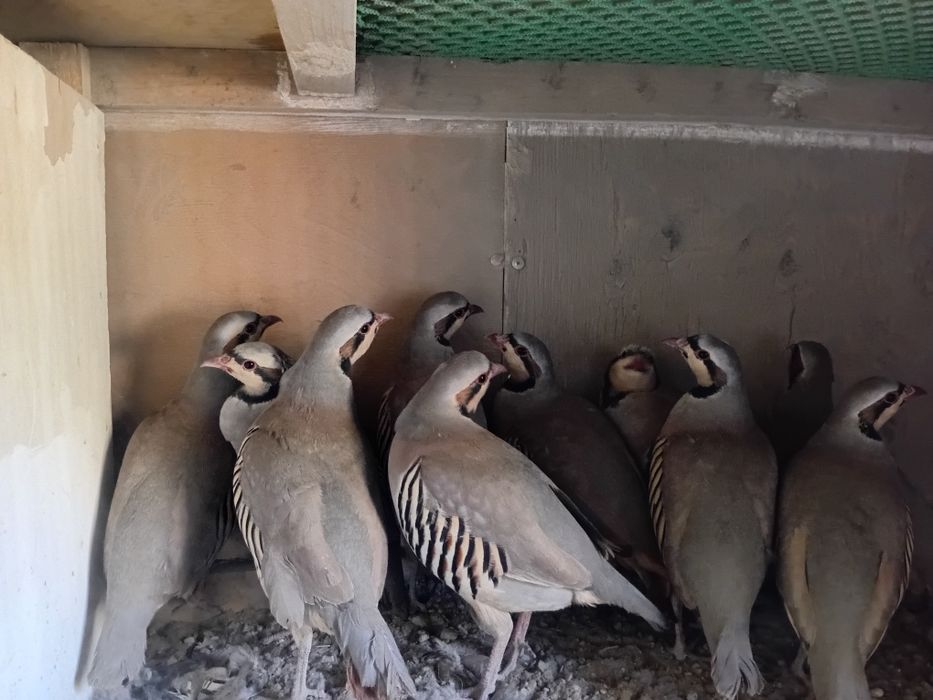 Каклик Ургутники