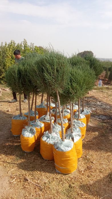 archa koʻchatlari bor  Toshkent boʻylab bor