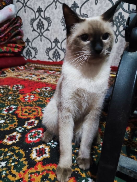 В добрые руки котенок