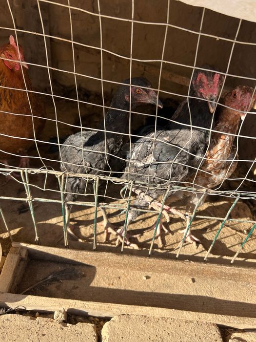 tovu brama uheyil  jojala