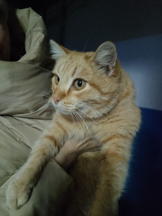 Рыжий кот приносит счастье и деньги!