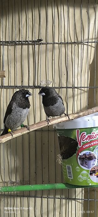 Чешуйчатый японский амадинла сотилади тайор пара