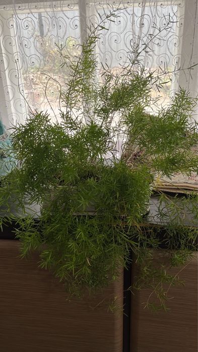 Комнатный цветок аспарагус