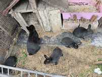 Iepurași Pitici Black Rex