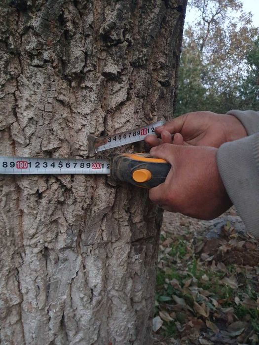 Yong‘oq daraxti sotiladi