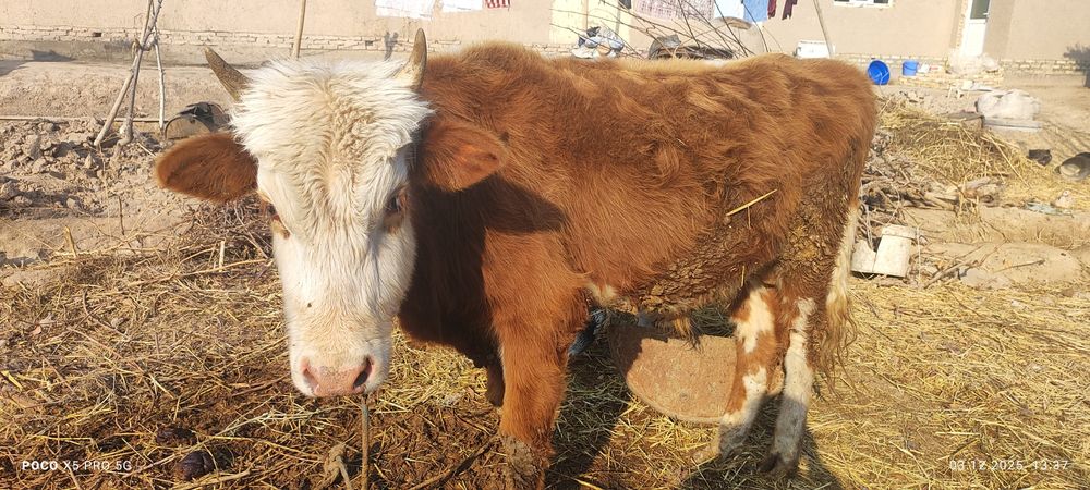 Õkitcha boqiladigan