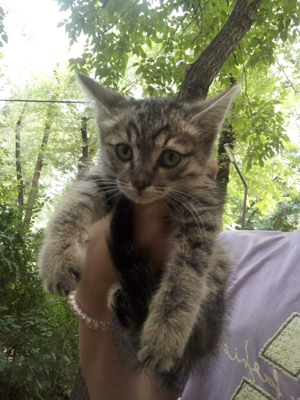 Котеночек ищет дом