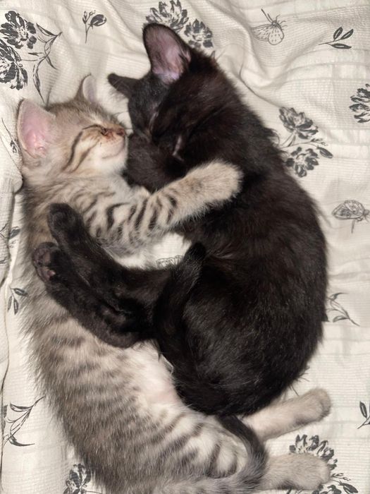 Очаровательные котята