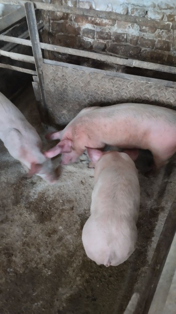 Продавам 12 бр.Прасета българска  бяла.Мъжките са скопени.