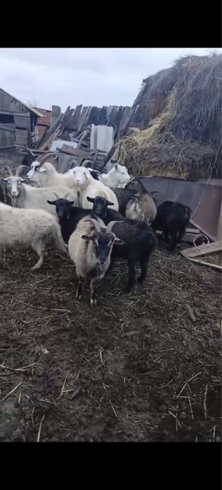Срочно продаются козы