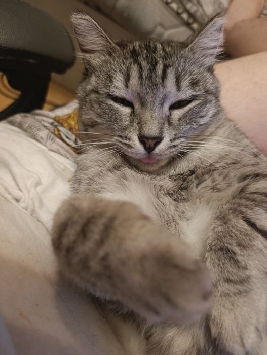 Отдам кошку в добрые руки