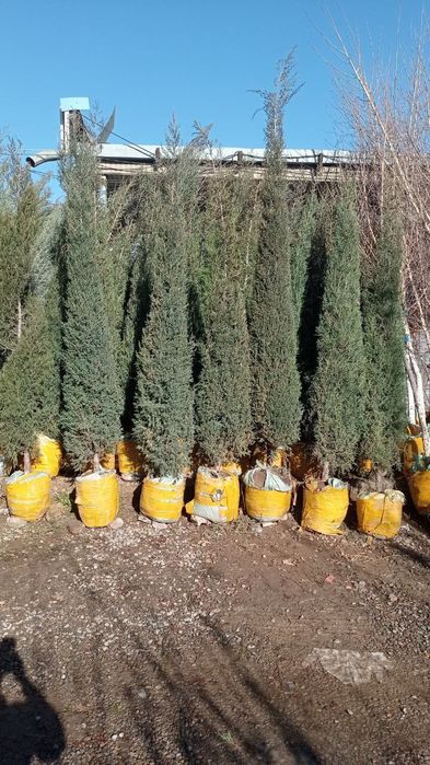 Archalar . Sasna . majvenik.galuboy gepars