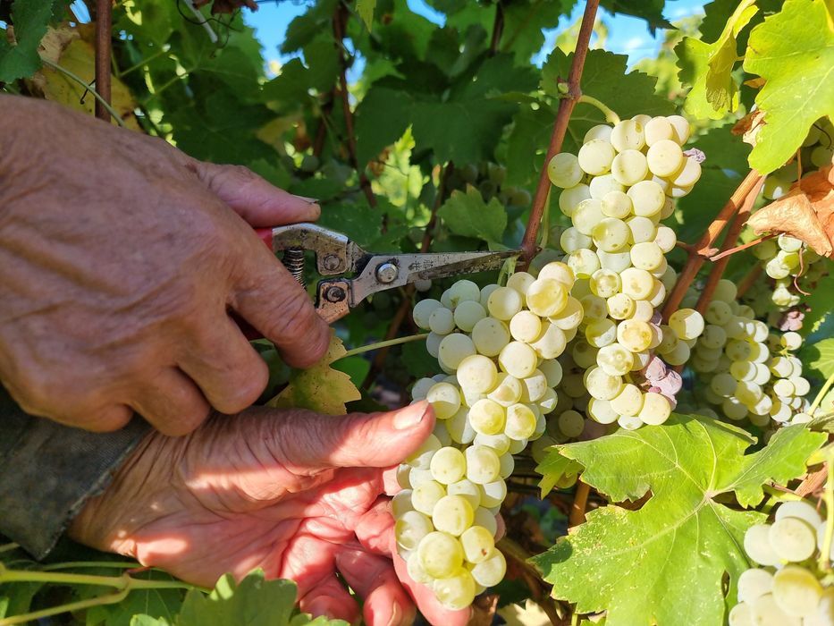 Struguri Muscat Ottonel pt. Vin Odobesti/ Vrancea