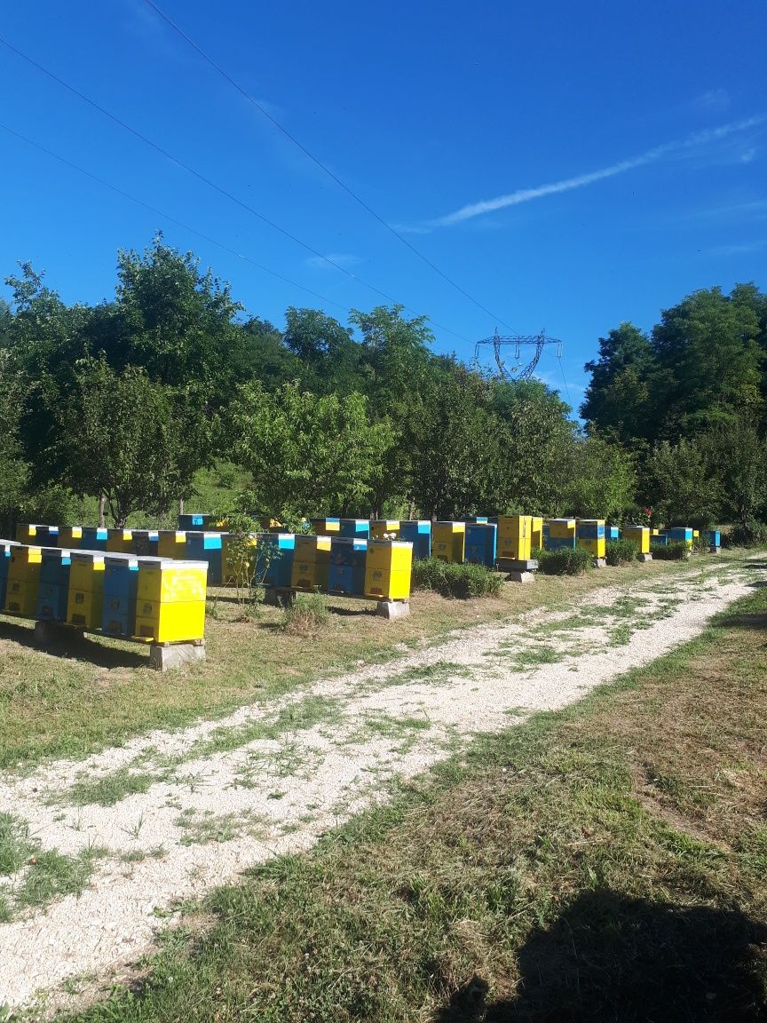 Miere polifloră 18 lei kg - Roiuri