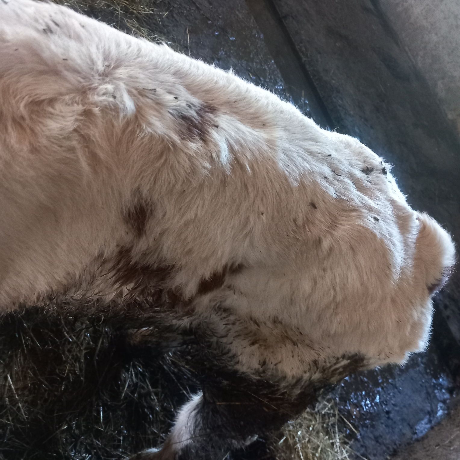 Vând un vitel mascul belgian , se afla în orosfaia județul Bistrița-Nă