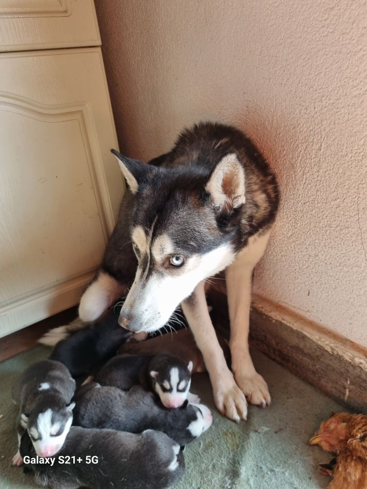 Catel husky Siberian