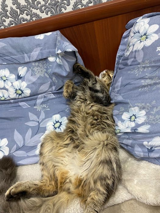 Кот смешанной породы