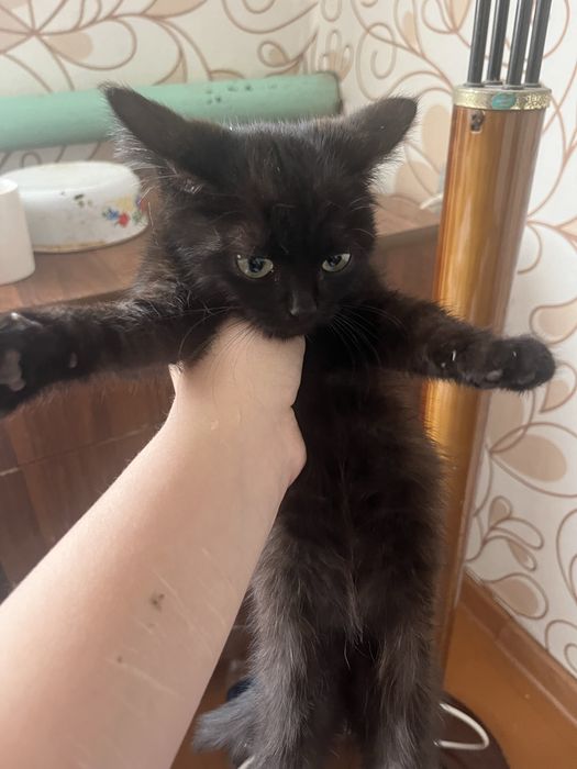 Отдам прекрасного котенка в добрые руки