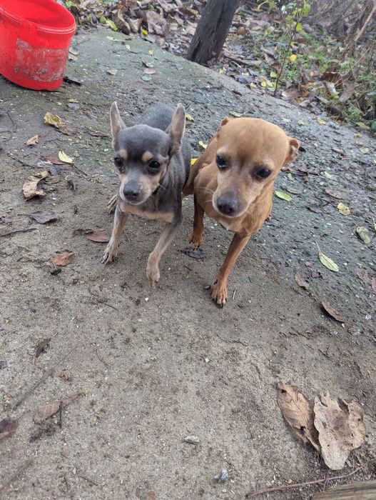 Donez căței rasa pinscher.