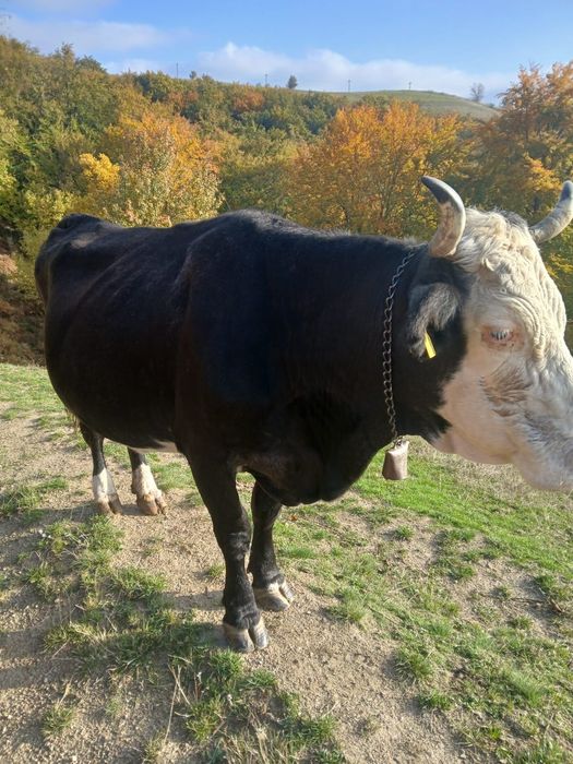 Vând vacă Bălțată Românească