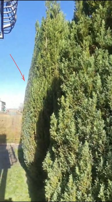 Tocare, tocat crengi, tăieri, toaletare pomi, copaci, defrişare teren