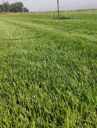 Рулонный газон, газонная трава, дерн