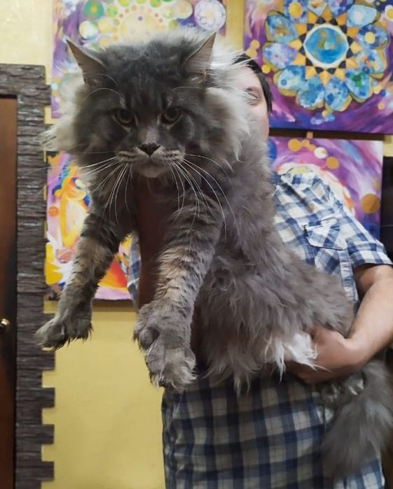 Породистые котята от гиганта с документами.