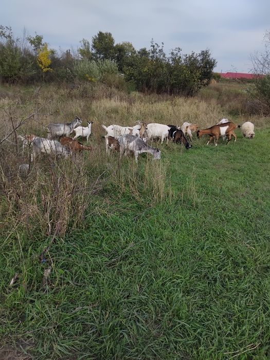 Vând capre gestante