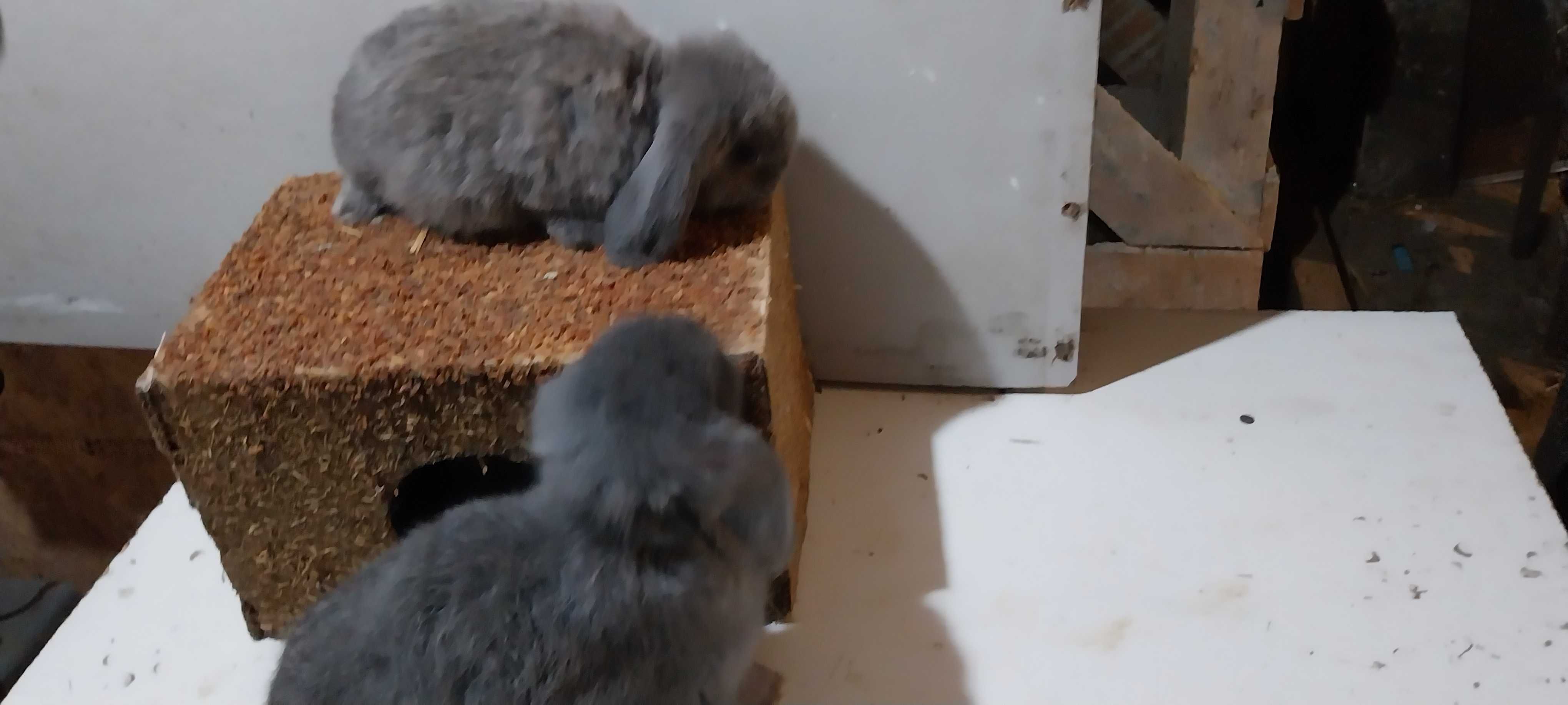 IEPURASI Berbec Pitic Iepuri Rasa Holland Lop Mini Lop Mini Toys