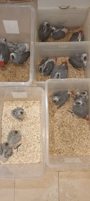 Сиви Африкански Папагали Жако