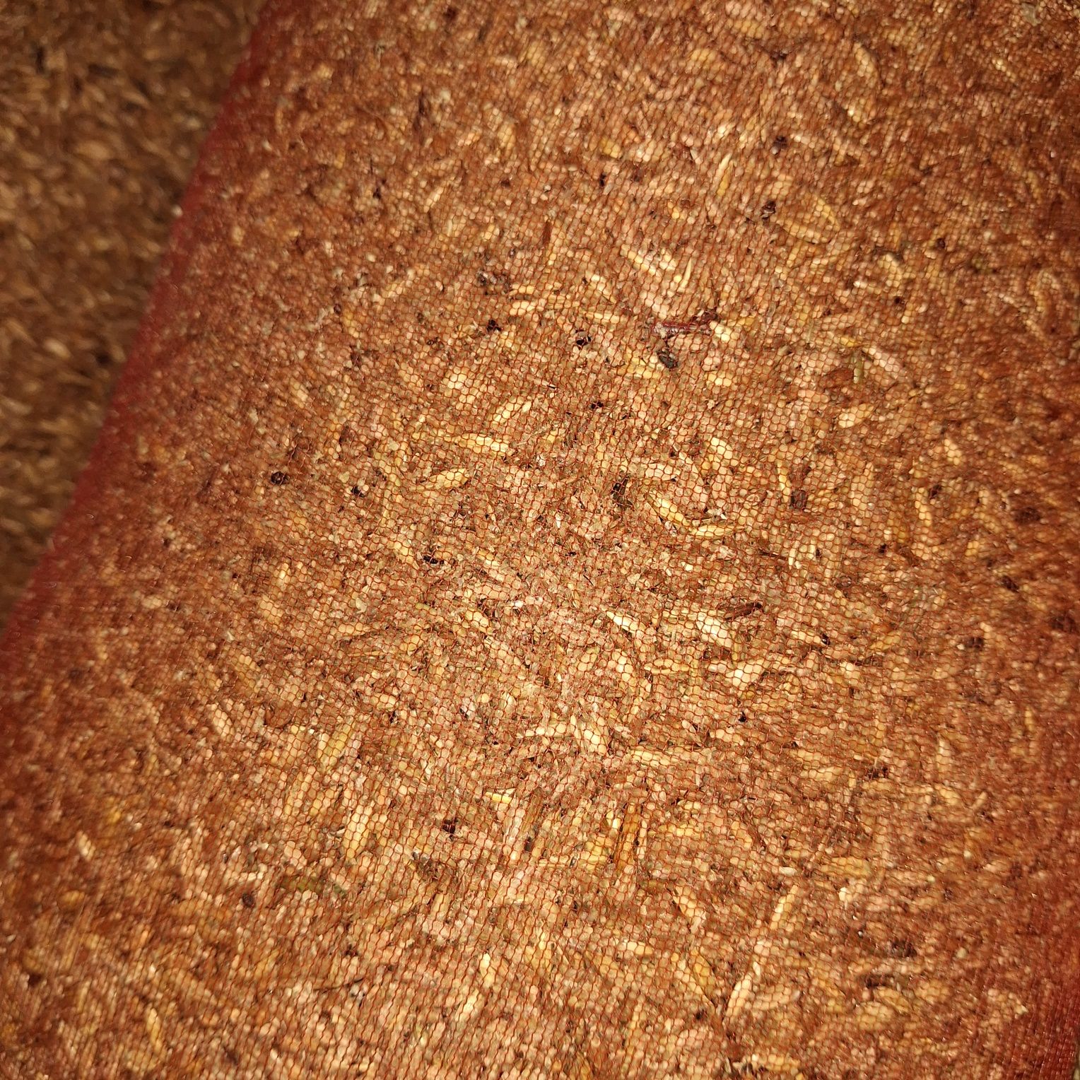 Mokri bugdoy sifati yahshi donli barcha turdagi chorva mollari uchun