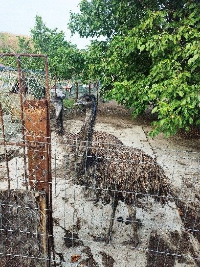 Struți emu de vânzare!