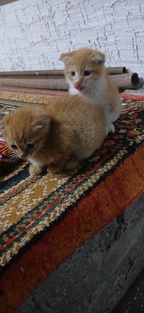 Шотландский кошка.   Shatladski mushuk bolalari