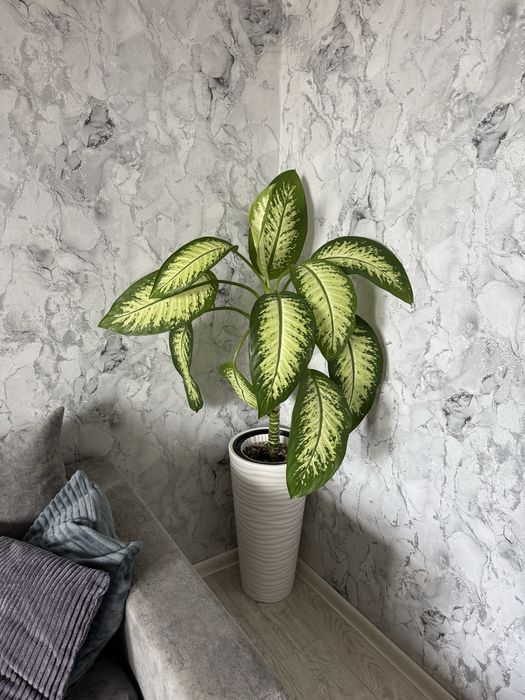 Дифенбахия крупного сорта