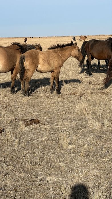 Ұрғашы жабағы сатылады және тай байтал сатылады