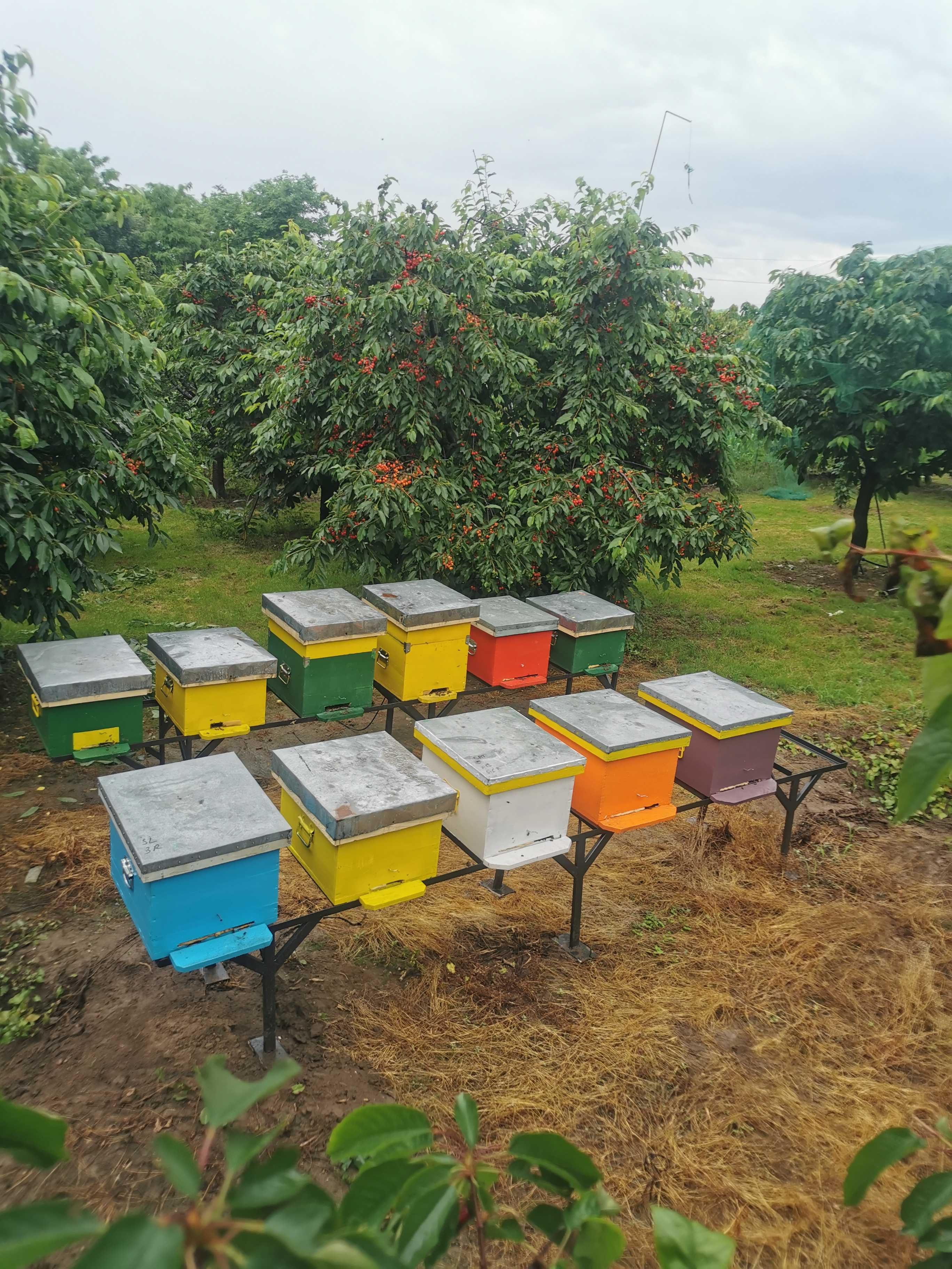 Vand miere monoflora și poliflora 100% naturala, productie proprie